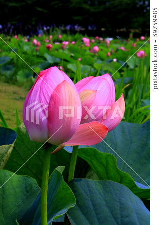 蓮花 蓮花 39759485