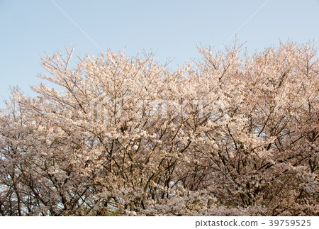 櫻花 39759525