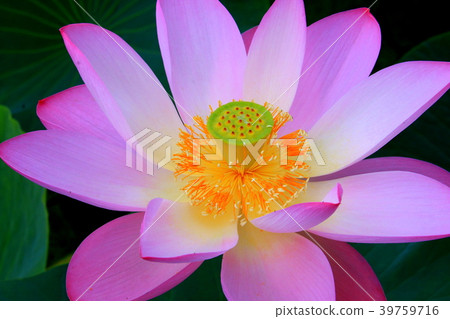 Lotus flower Lotus flower 39759716