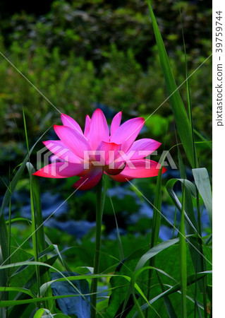 Lotus flower  39759744