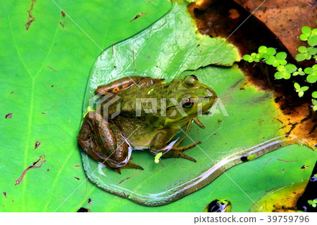 一隻青蛙 39759796