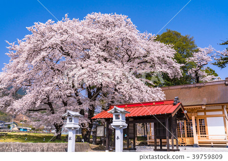 "Yamanashi Prefecture" Cherry blossoms and a small shrine 39759809