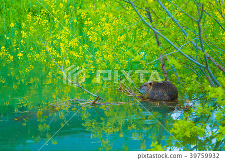 Wild nutria 39759932