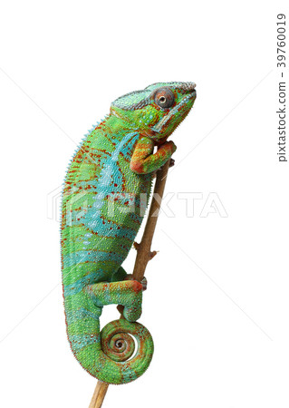 alive chameleon reptile alive chameleon reptile 39760019