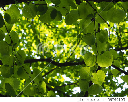 Green 39760105