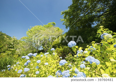Purple hydrangea blooming in the blue sky back Purple hydrangea blooming in the blue sky back 39760481