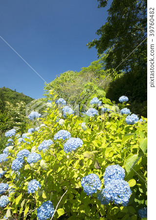 Purple hydrangea blooming in the blue sky back Purple hydrangea blooming in the blue sky back 39760482
