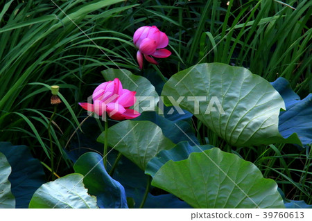 Lotus flower  39760613