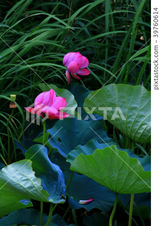 Lotus flower Lotus flower 39760614