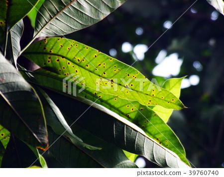 Leaf spot on the mango leaves caused by fungus. Leaf spot on the mango leaves caused by fungus. 39760740