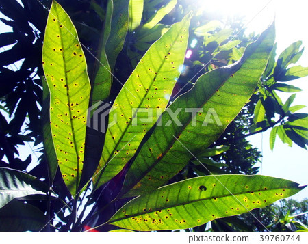 Leaf spot on the mango leaves caused by fungus. Leaf spot on the mango leaves caused by fungus. 39760744