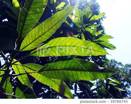 Leaf spot on the mango leaves caused by fungus.  39760745