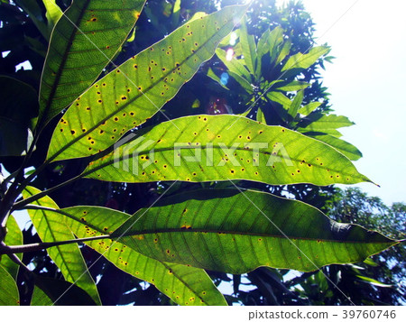 Leaf spot on the mango leaves caused by fungus. Leaf spot on the mango leaves caused by fungus. 39760746