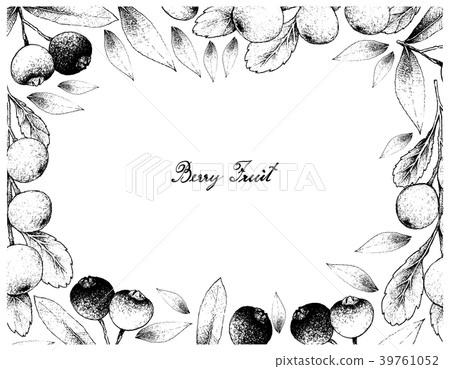 Hand Drawn Frame of Canthium Berberidifolium and B 39761052