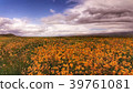 A Field of Wildflowers 39761081