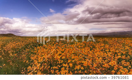 A Field of Wildflowers A Field of Wildflowers 39761081