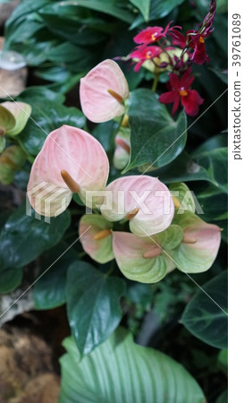 Beautiful blooming orchid flower in the garden Beautiful blooming orchid flower in the garden 39761089