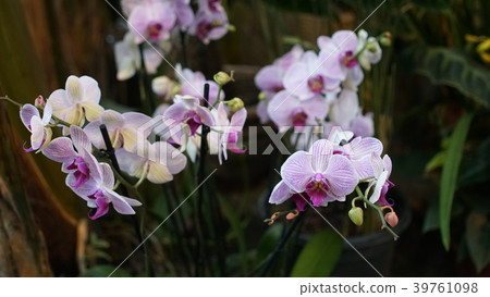 Beautiful blooming orchid flower in the garden 39761098