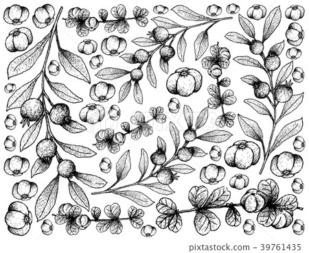 Canthium Berberidifolium and Cambui Roxo Fruits Canthium Berberidifolium and Cambui Roxo Fruits 39761435