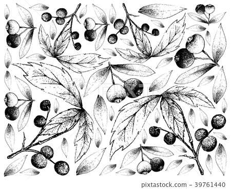 Background of Allophylus Edulis and Brush Cherries 39761440