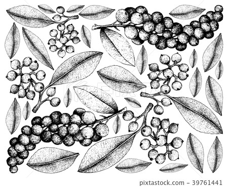 Carallia Brachiata Antidesma Thwaitesianum Fruits 39761441