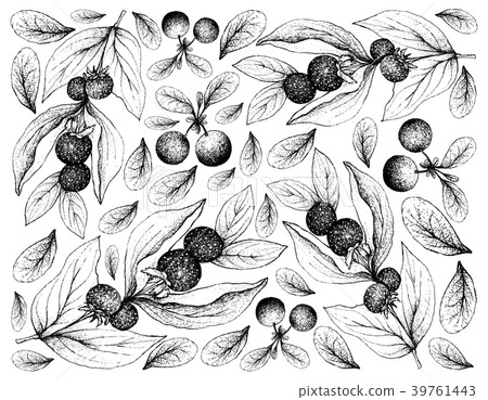 Ceylon Gooseberries and Bog Bilberries 39761443