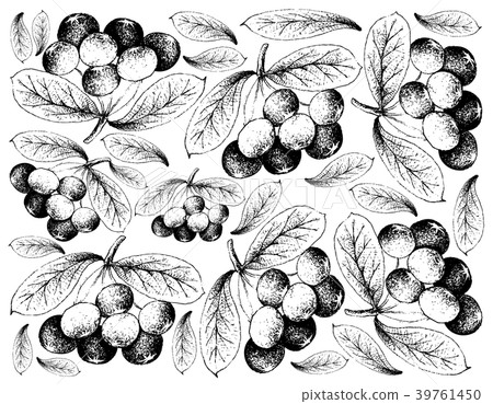 Hand Drawn Background of Fresh Acai Berries 39761450