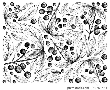 Hand Drawn Background of Allophylus Edulis Fruits Hand Drawn Background of Allophylus Edulis Fruits 39761451