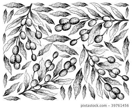Hand Drawn Background of Fresh Brazil Plums 39761456