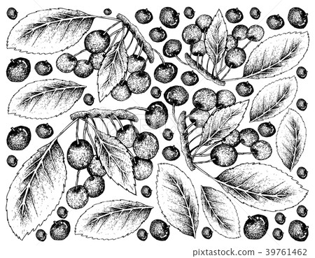 Hand Drawn Background of Fresh Red Cherries 39761462