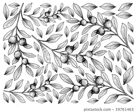Hand Drawn Background of Cambui Roxo Fruits 39761463