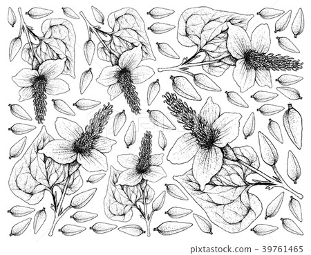 Hand Drawn Background of Lizard's Tail Plants Hand Drawn Background of Lizard's Tail Plants 39761465