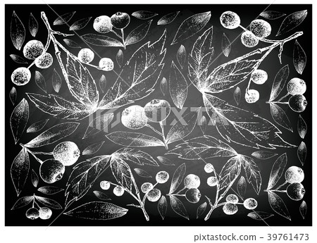 Allophylus Edulis and Brush Cherries on Chalkboard 39761473