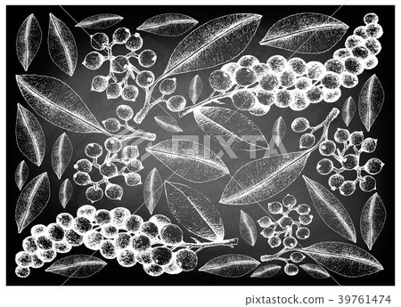 Antidesma Thwaitesianum Fruits on Chalkboard 39761474