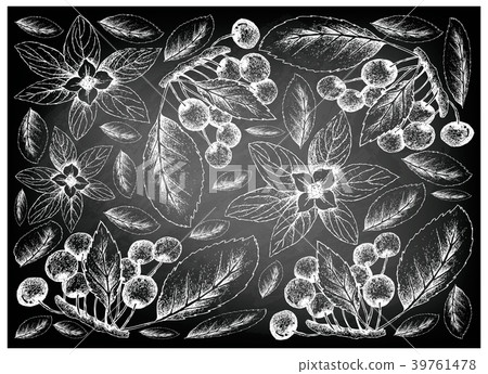 Hand Drawn Bunchberries and Cherries on Chalkboard 39761478