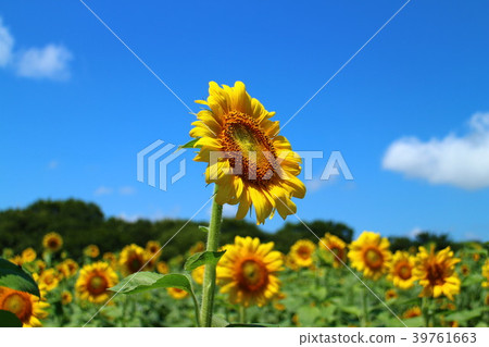 Blue sky and sunflower 39761663