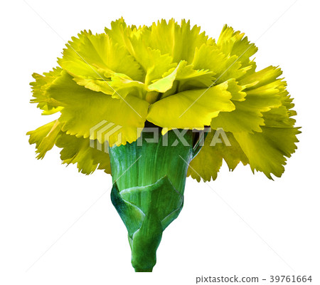 Yellow carnation flower isolated on a white  39761664