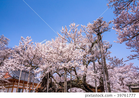 “山梨縣”Yamataka Kamishirozakura “山梨縣”Yamataka Kamishirozakura 39761777