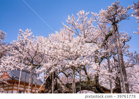 "Yamanashi Prefecture" Yamataka Kamishirozakura "Yamanashi Prefecture" Yamataka Kamishirozakura 39761778