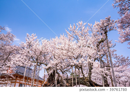"Yamanashi Prefecture" Yamataka Kamishirozakura "Yamanashi Prefecture" Yamataka Kamishirozakura 39761780