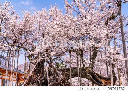 "Yamanashi Prefecture" Yamataka Kamishirozakura "Yamanashi Prefecture" Yamataka Kamishirozakura 39761782