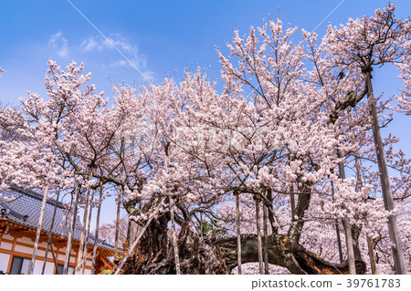 “山梨縣”Yamataka Kamishirozakura 39761783