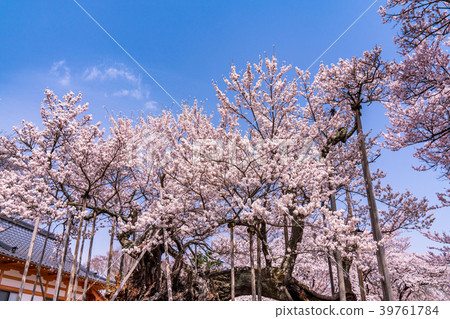 “山梨縣”Yamataka Kamishirozakura 39761784