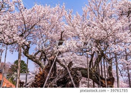 “山梨縣”Yamataka Kamishirozakura “山梨縣”Yamataka Kamishirozakura 39761785