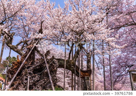 “山梨縣”Yamataka Kamishirozakura “山梨縣”Yamataka Kamishirozakura 39761786