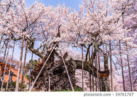 "Yamanashi Prefecture" Yamataka Kamishirozakura 39761787