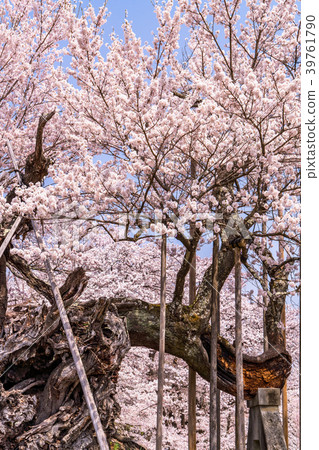 “山梨縣”Yamataka Kamishirozakura “山梨縣”Yamataka Kamishirozakura 39761790