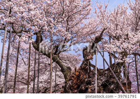 "Yamanashi Prefecture" Yamataka Kamishirozakura "Yamanashi Prefecture" Yamataka Kamishirozakura 39761791