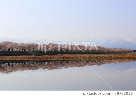 Asahi Funekawa Spring四重奏(富山縣朝日町) Asahi Funekawa Spring四重奏(富山縣朝日町) 39762036