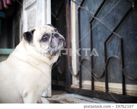 portraits photo of a lovely white fat cute pug dog portraits photo of a lovely white fat cute pug dog 39762107